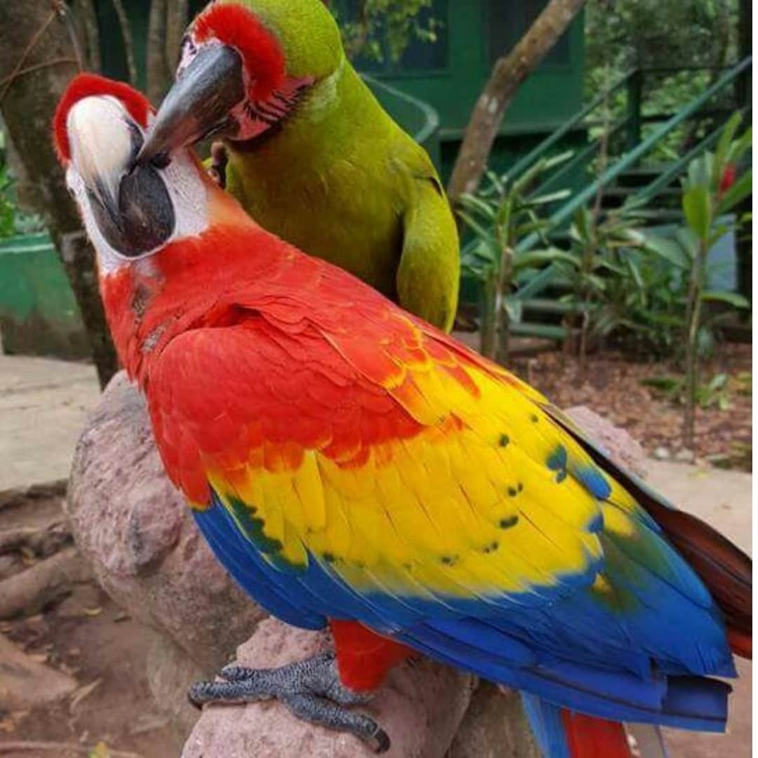 Services guacamayo